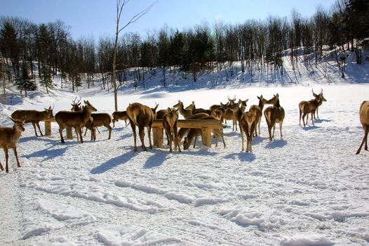 White-tailed deers in winter