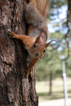 The small amusing fluffy animal lives in coniferous forests, climbs on trees.