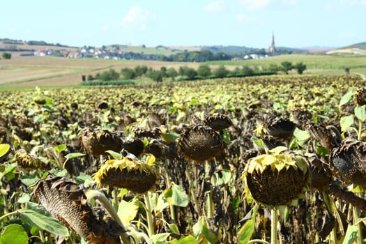 Sonnenblumenfeld mit reifen Sonnenblumen,bereit zur Ernte	Sunflower field with sunflowers mature, ready for harvest