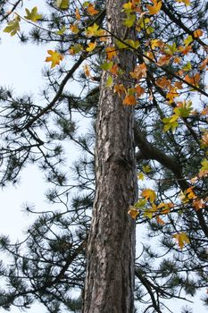 Herbstlicher Anblick ein Kiefernstamm mit Ahorn-Ast im Vordergrund	
Autumn sight a pine trunk with maple bough in the foreground