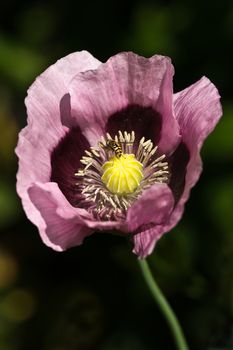 Opium poppy with pink flowers for the garden. Poppy seeds are usable in bread and muffins.
White flowered poppy's are produced for medicine and drugs like opium and morphine.