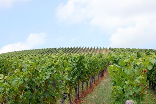 Weinberg im Sommer,mit blauem Himmel und Wolken	
Vineyard in the summer, with blue sky and clouds