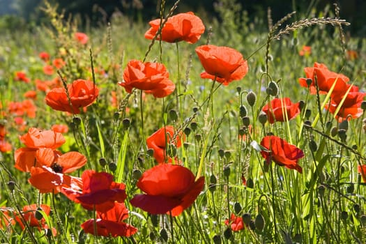 Field with red poppy's on a summer morning in the sunshine