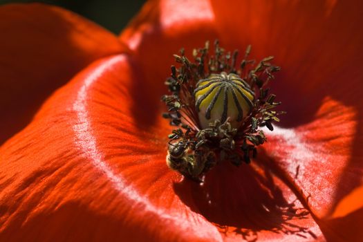 Red poppy in summersun with bee gathering pollen