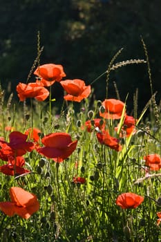 Field with red poppy's on a summer morning in the sunshine