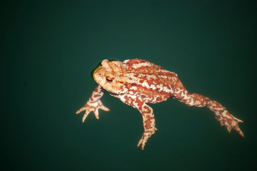 A Toad is Swimming in a lake