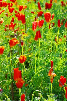 Close up of common poppies