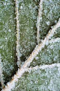 frozen ice crystals in the cold nature