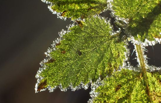 frozen ice crystals on green stinging nettles