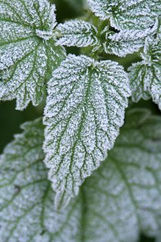 frozen ice crystals on green stinging nettles