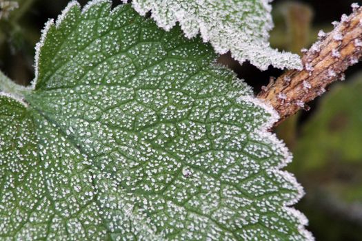 frozen ice crystals on green stinging nettles