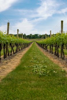 Long row of grape vines planted in the fields of a vineyard.