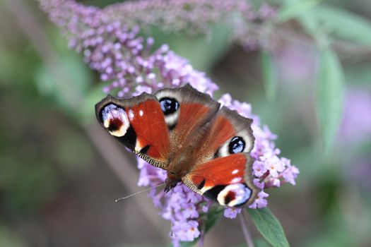 Peacock butterfly on summer lilac