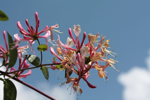 pink and yellow honeysuckle in full flower