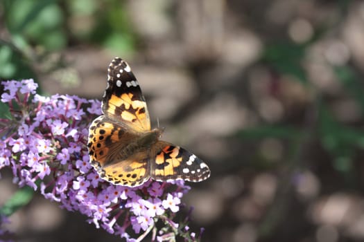 ainted Lady (Vanessa cardui) butterfly on summer lilac