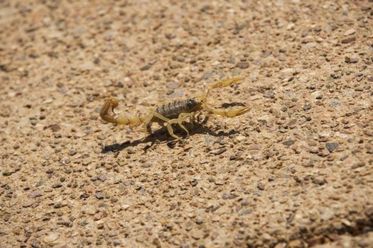 Striped desert scorpion next to desert rock