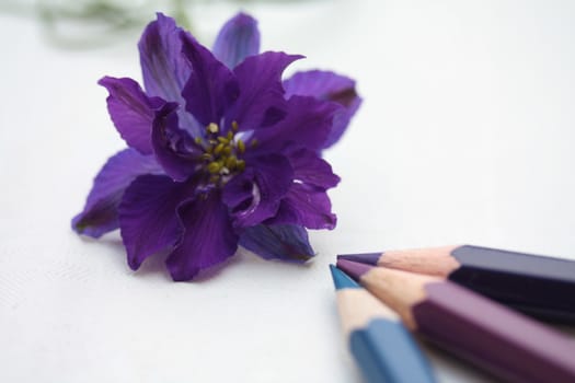 drawing Delphinium or larkspur