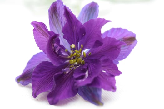 Delphinium larkspur close up