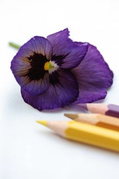 drawing a pansy: flower and pencils