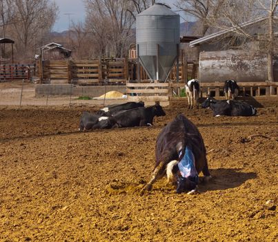 A photograph of a cow halfway through labor.  The baby calf has poked its head through the sack.