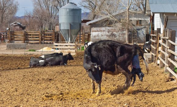 A photograph of a cow, on a farm, giving birth.