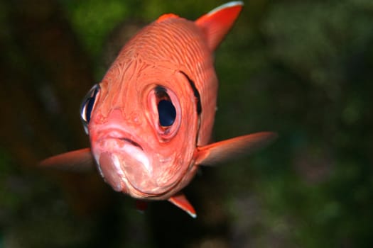 This is a fish in an aquarium fish tank.