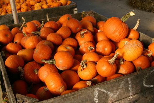 These are pumpkins for sale at a farm market.