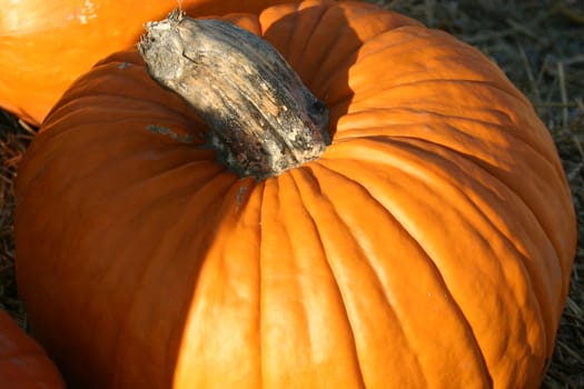 These are pumpkins for sale at a farm market.