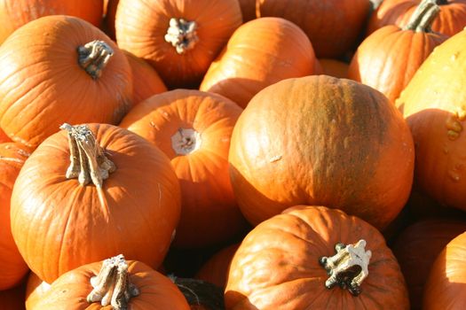 These are pumpkins for sale at a farm market.