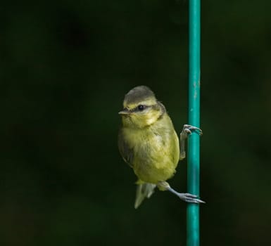 Blue Tit fledgling on bar of feeder