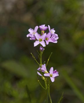 Lady's Smock wild flower used in herbal remedies and alternative medicinal preparations