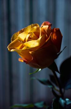 lit flower rose in the dark room
