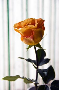 Flower Rose in a Vase on window background
