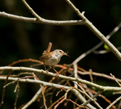Wren with insect food for young in nest in nearby woodland.