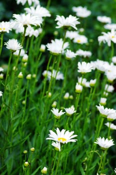 white beautifuls chamomiles on the green background.

