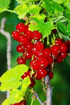 Red currant on the brach. Red jucy currant in garden