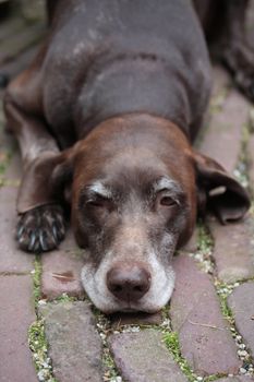 A dark brown senior pointer, lying on the pavement