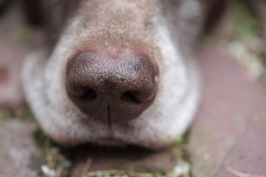 Close up of a german shorthaired pointer nose