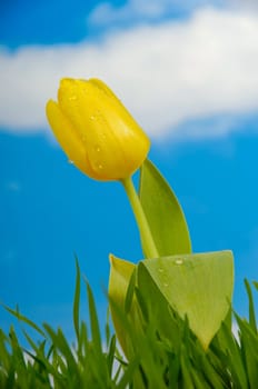 Tulip with water drops in green grass with a blue and cloudy sky.