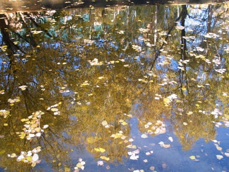 mirror, leaves, water, reflection, autumn, trees, lake, color, image, pond, nature, descriptive, tranquil, landscape, in, beauty, branches, day, yellow, fall, outdoors, scenics, woods, landscaped, colored, gold, scene, multi, shine, decoration, nobody, ethnicity, river, calm, silence, horizontal, history, palace, orange, light, maple, sun, traditional, indigenous, korea, pattern