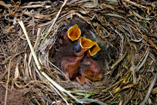 Close up of hangry small birds in its nest