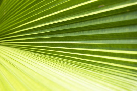 Palm leave texture can use as background in design.