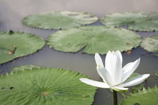 A white water lily in a garden.