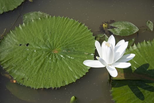 A white water lily in a garden.