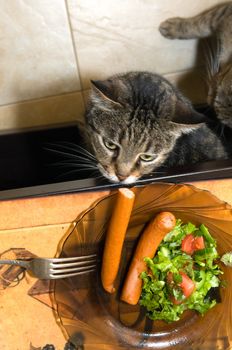 Cat quietly went to the table, hoping to steal a sausage dish
