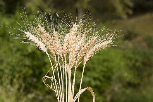 Wheat stalk of wheat and wheat grain 
 	
       