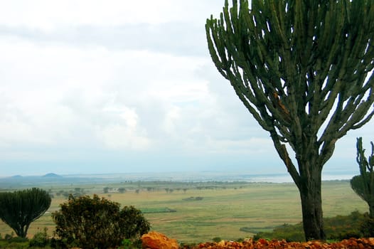 African landscape