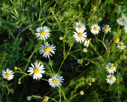 daisy detail over green natural floral background