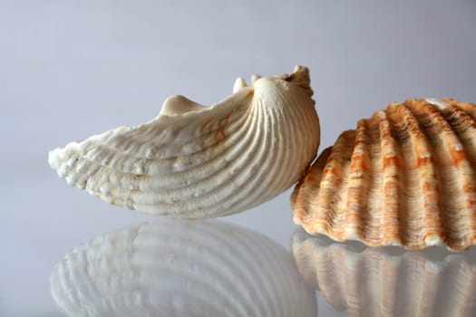 shell