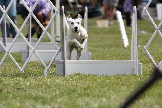 Close up of a Dog Exercising.